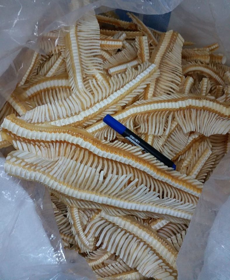特大翅骨