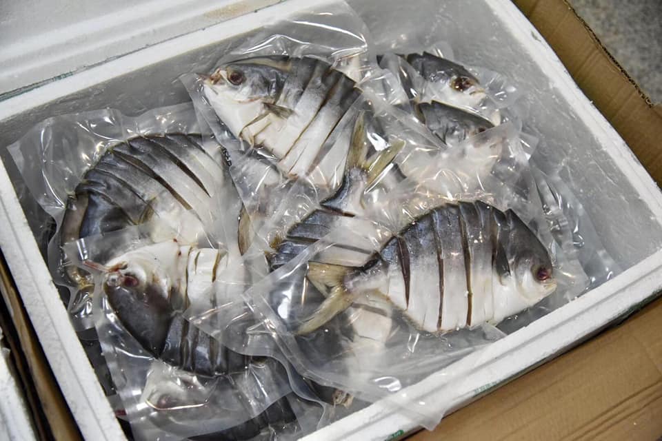 一夜情[金鯧魚]