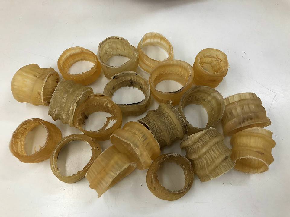 羚羊角 斷枝