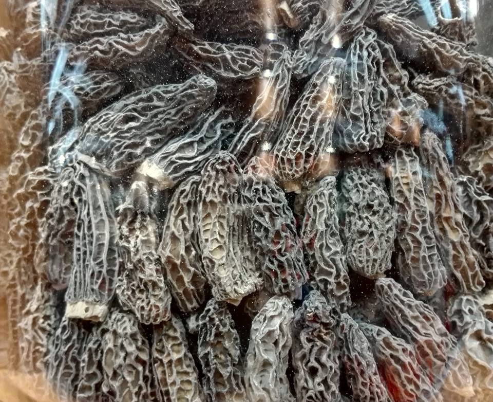 野生尖頂羊肚菌