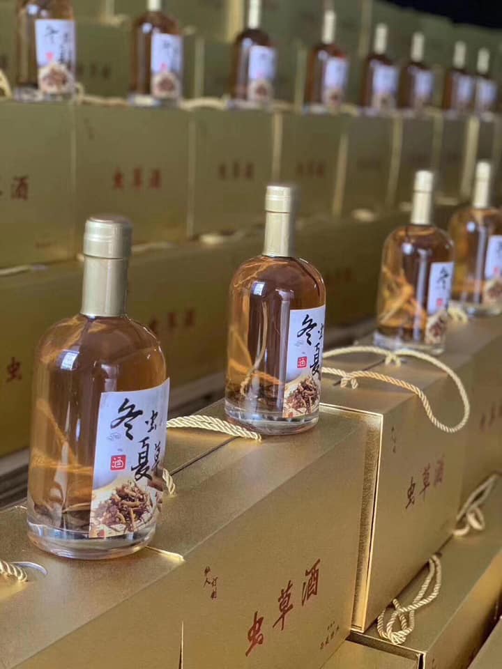 冬蟲夏草海馬人參酒