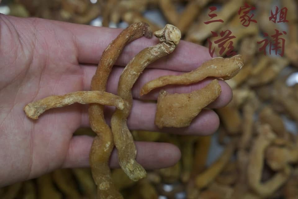 野生玉竹頭