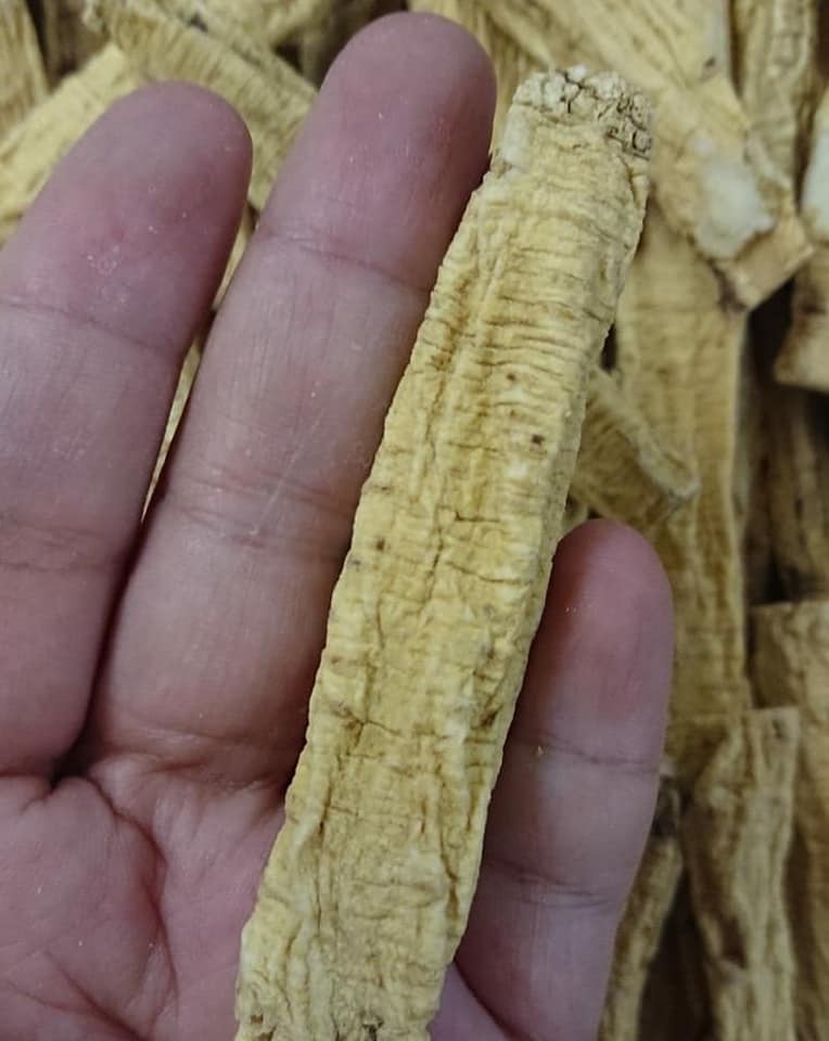 正甘肅橫紋無硫磺黨參