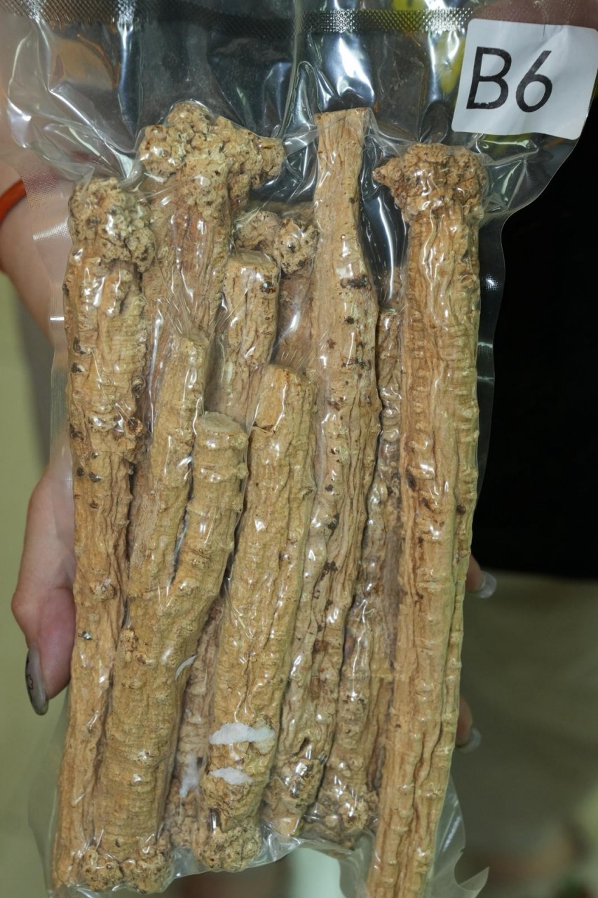 正甘肅橫紋無硫磺黨參
