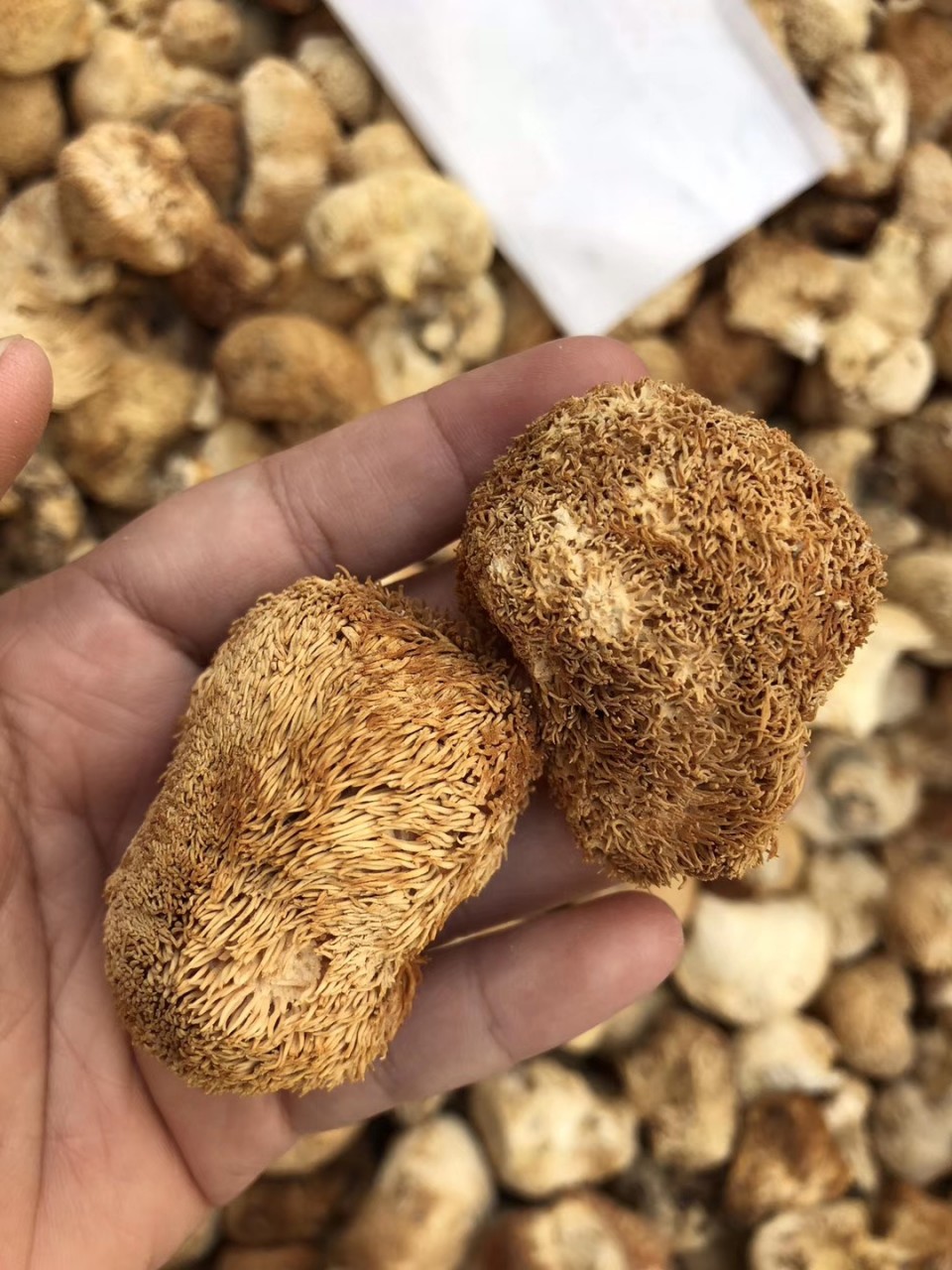 小猴頭菇