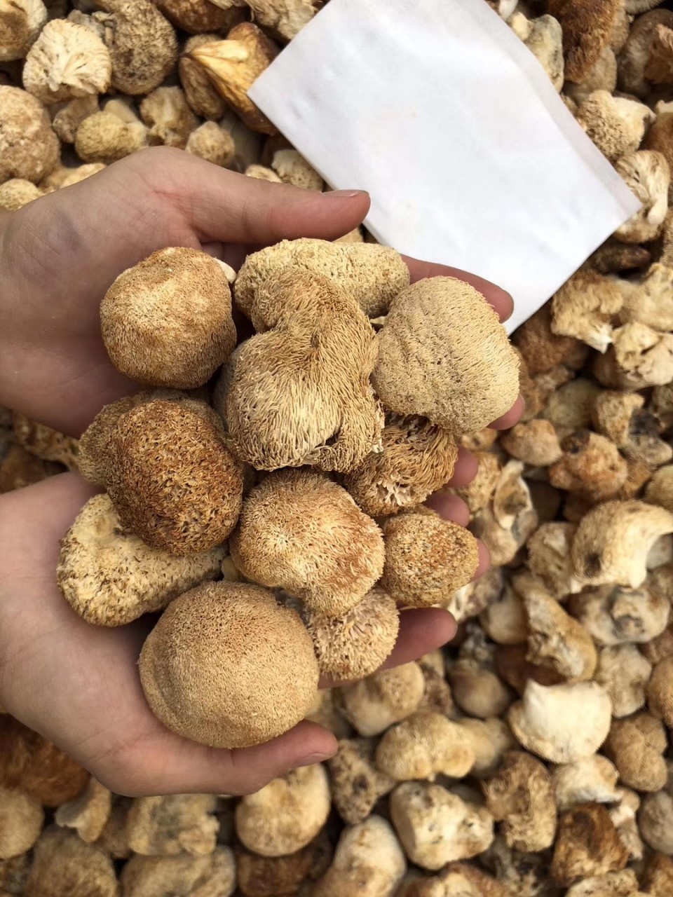 小猴頭菇