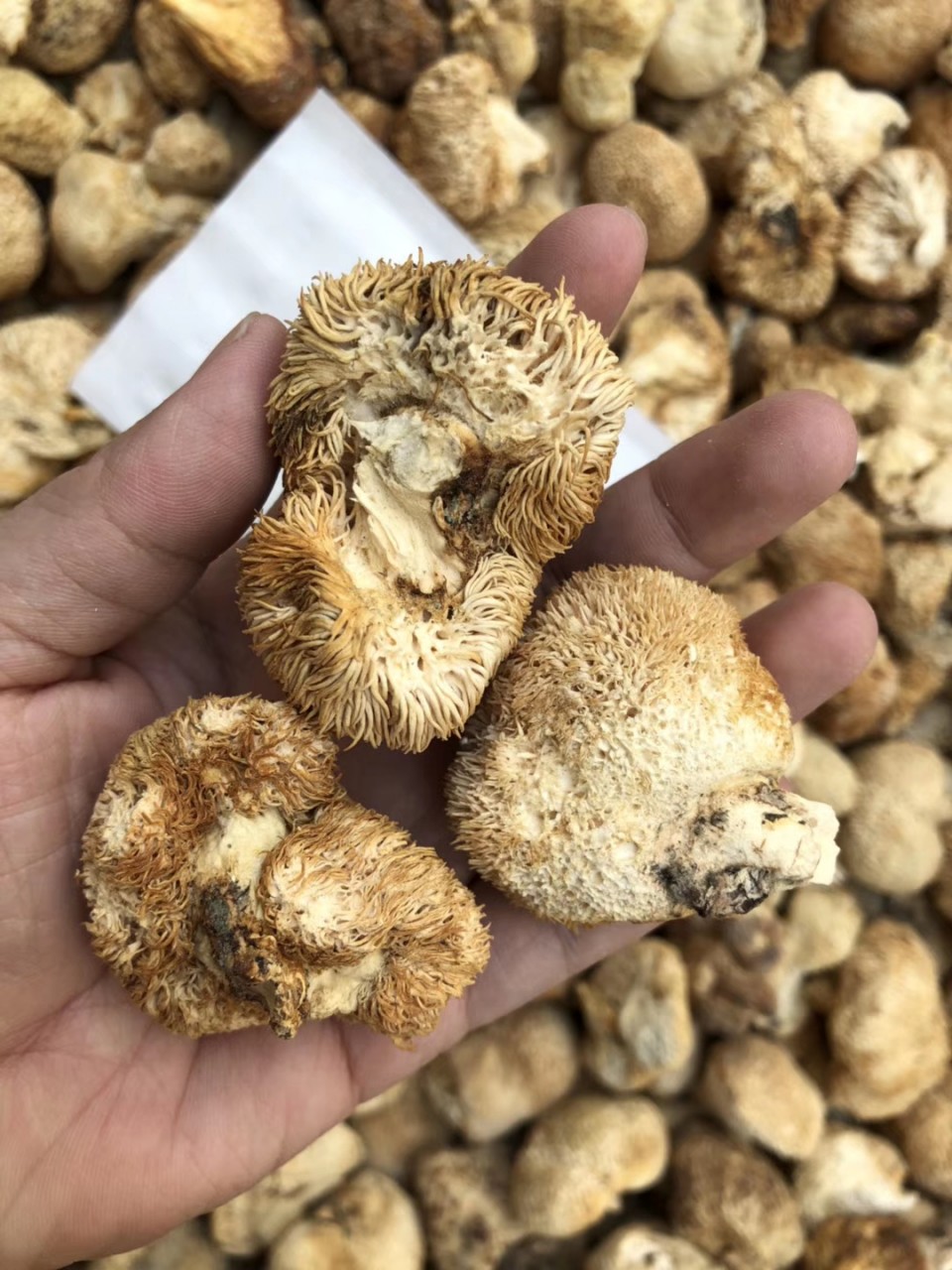 小猴頭菇