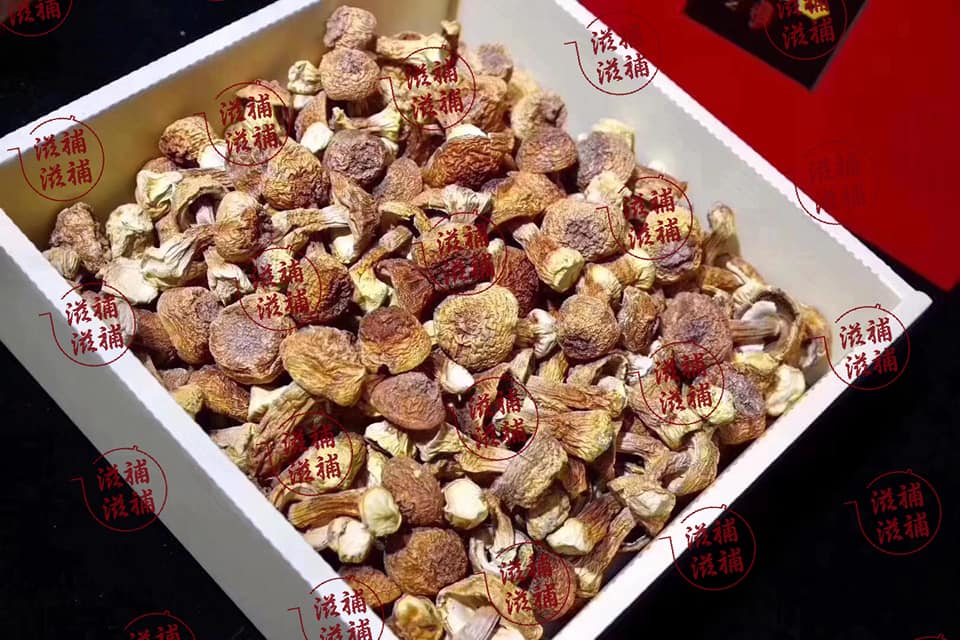姬松茸禮盒