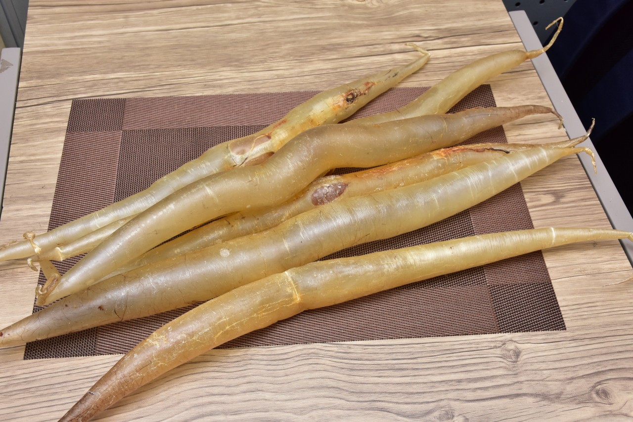 黃門鱔膠(12頭)