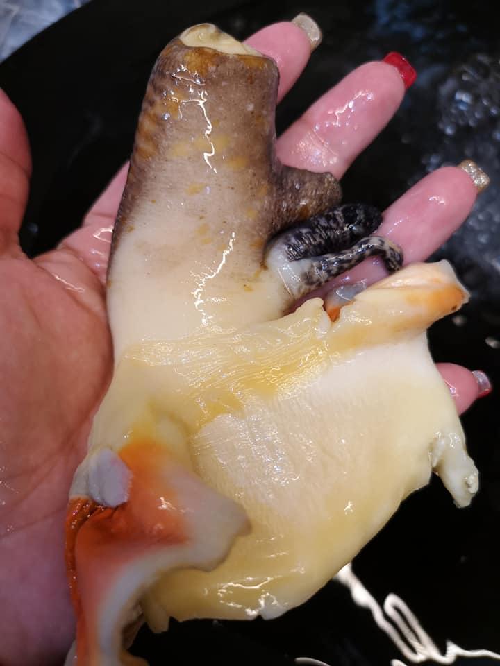 女王鳳凰螺