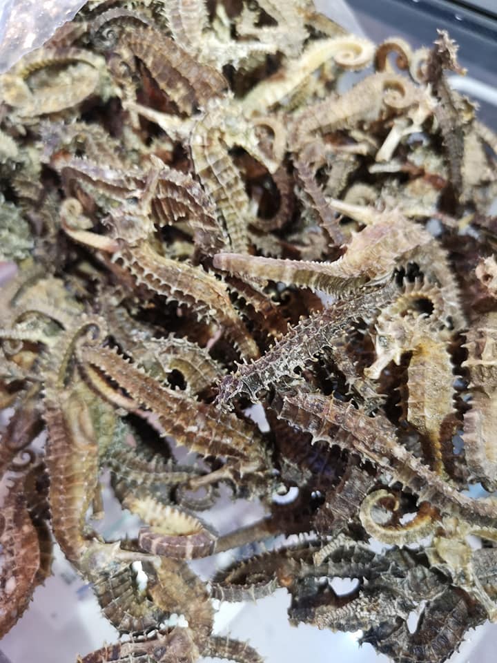 海馬
