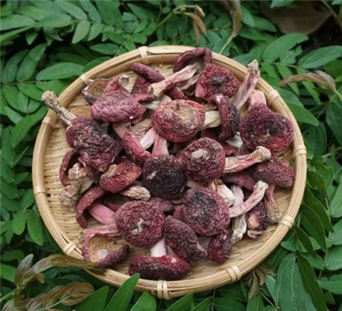 野生紅菇