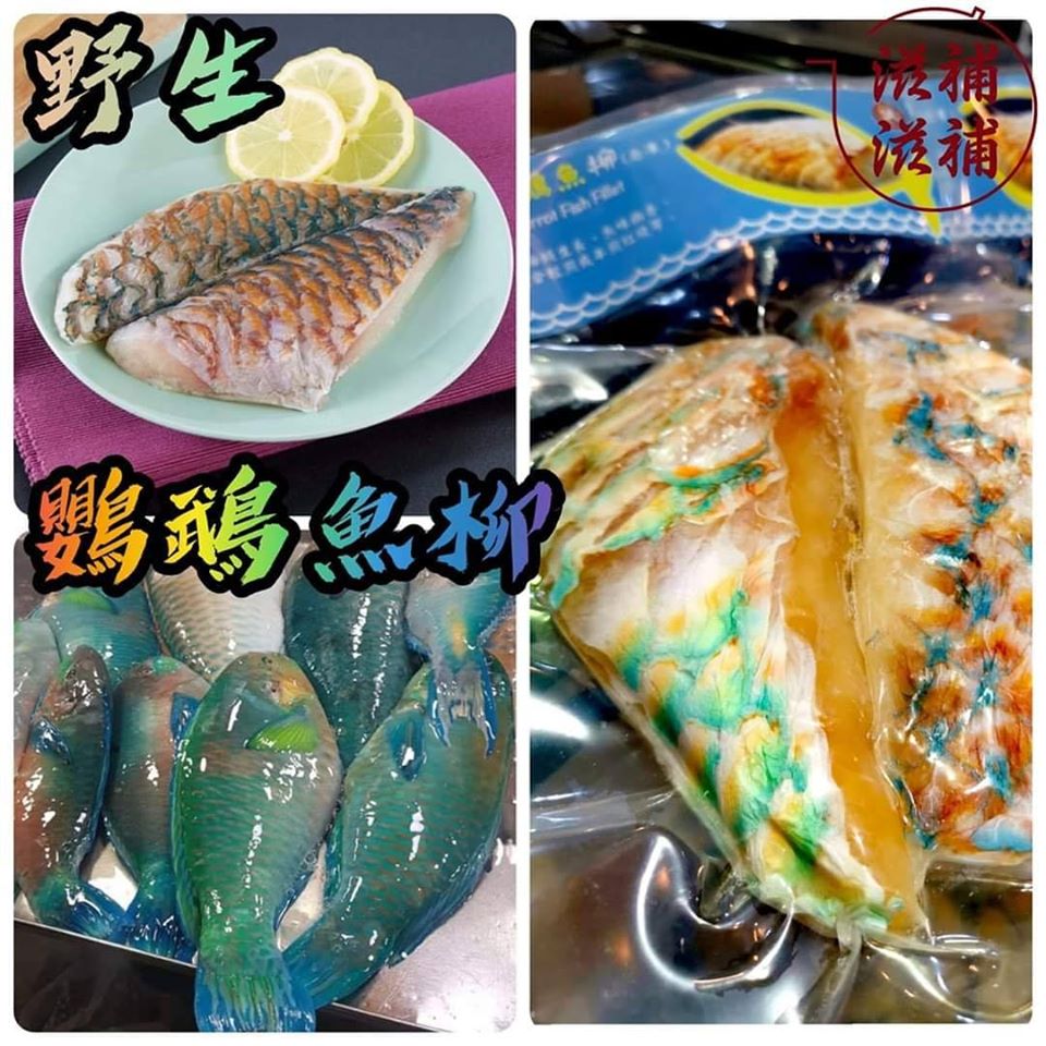 野生鸚鵡魚柳