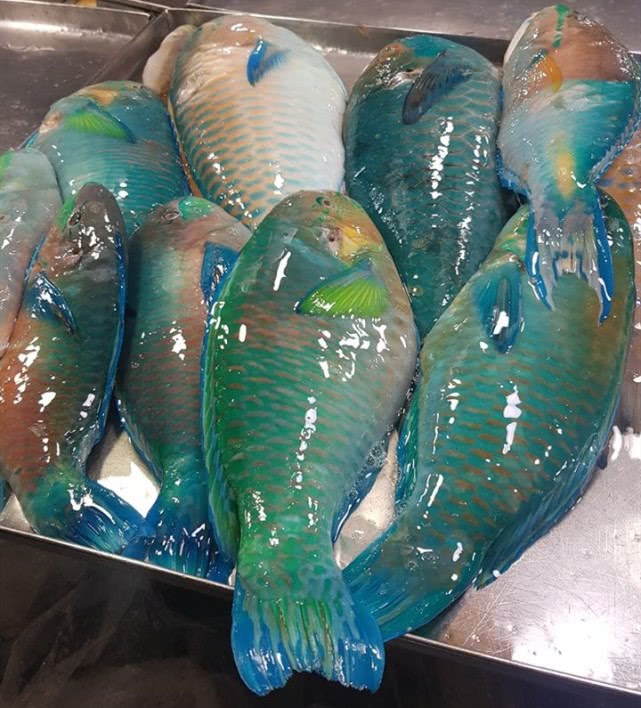 野生鸚鵡魚柳