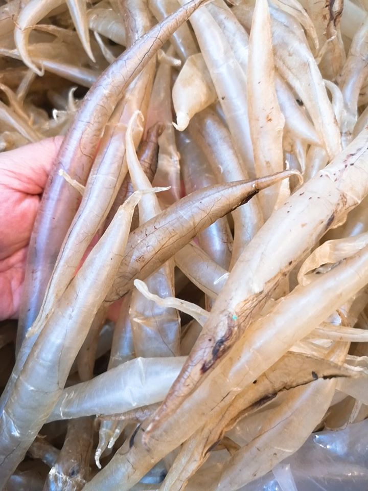 黃門鱔膠 (120-140)