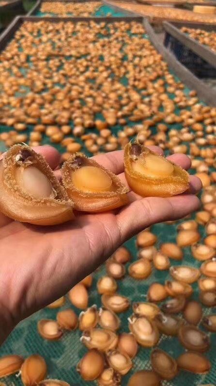 自曬鮑魚