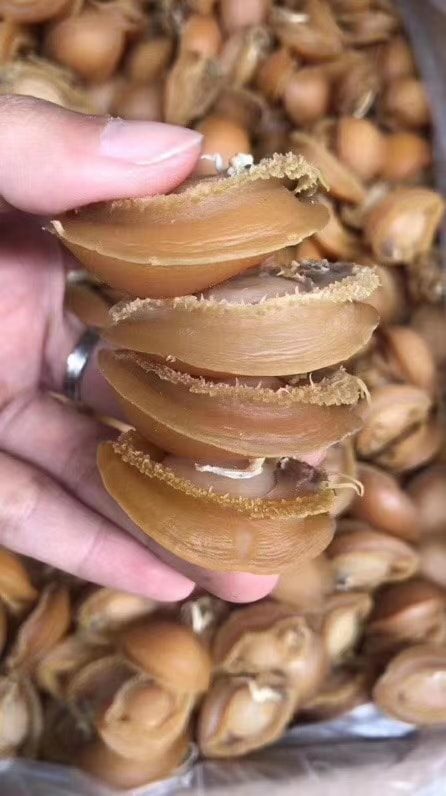 自曬鮑魚