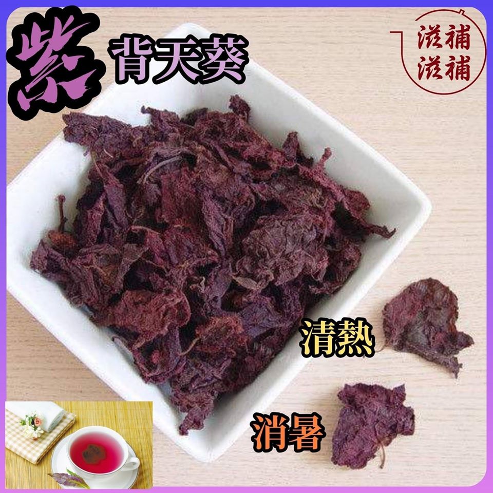 紫背天葵