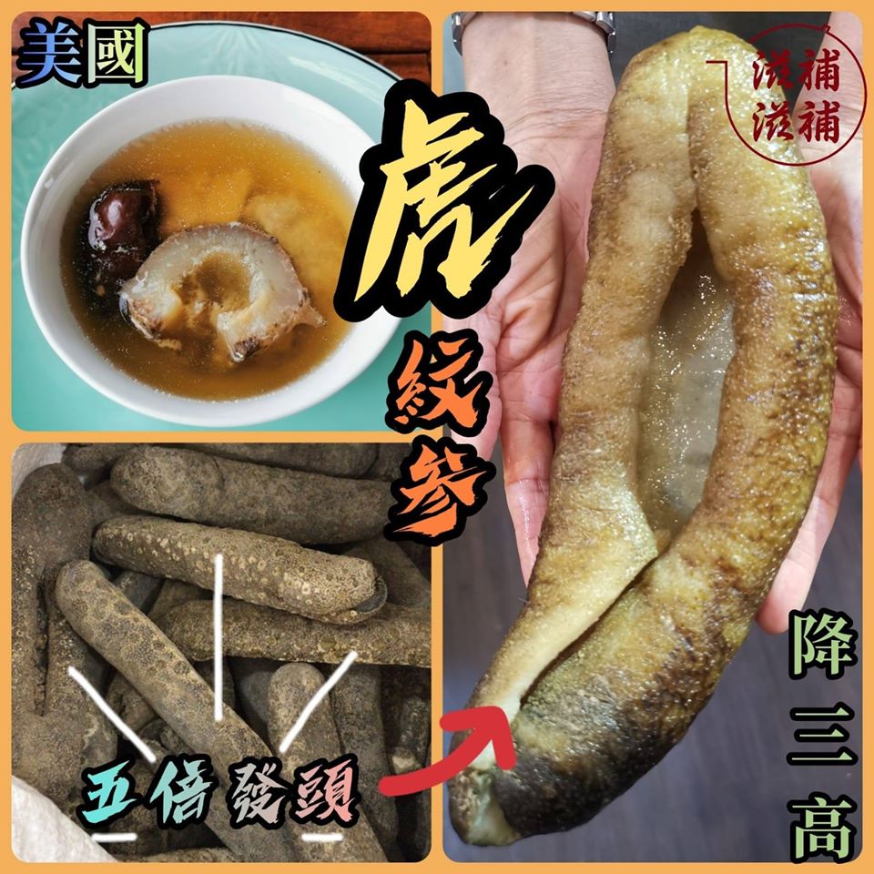 美國虎紋海參