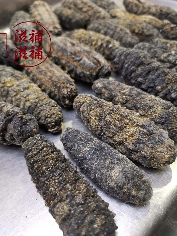 墨西哥海參