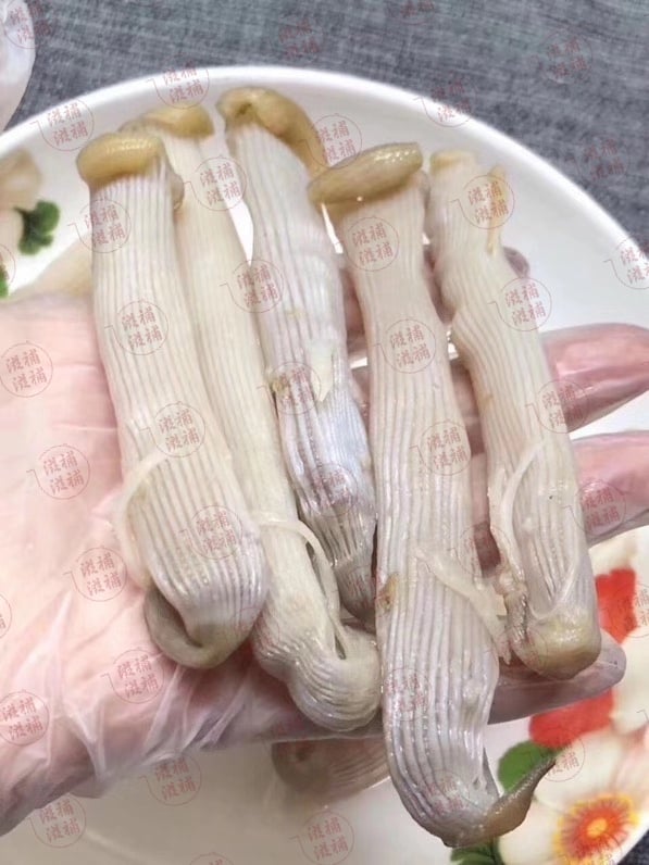 特大沙蟲干