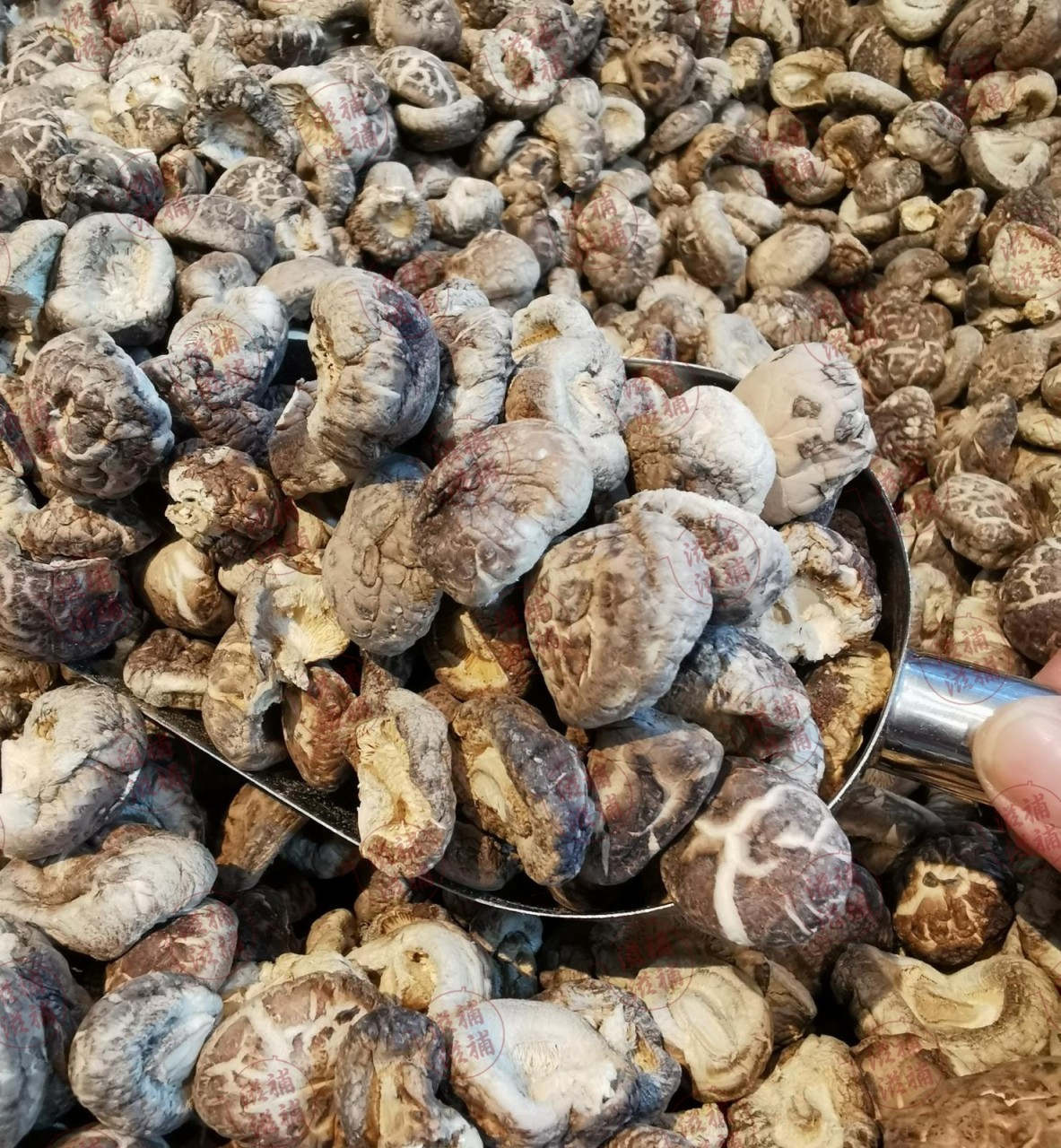無掟一口菇