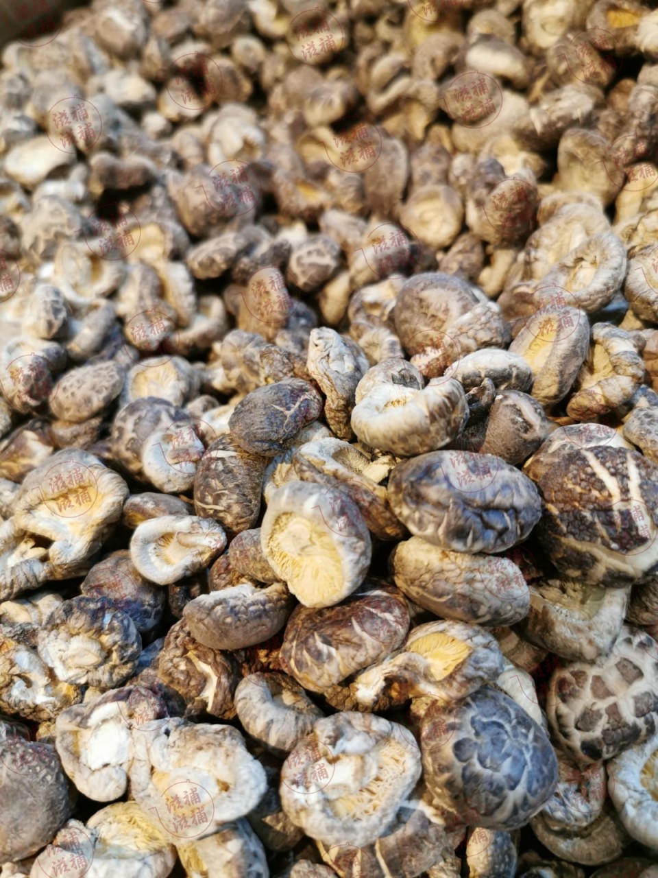 無掟一口菇