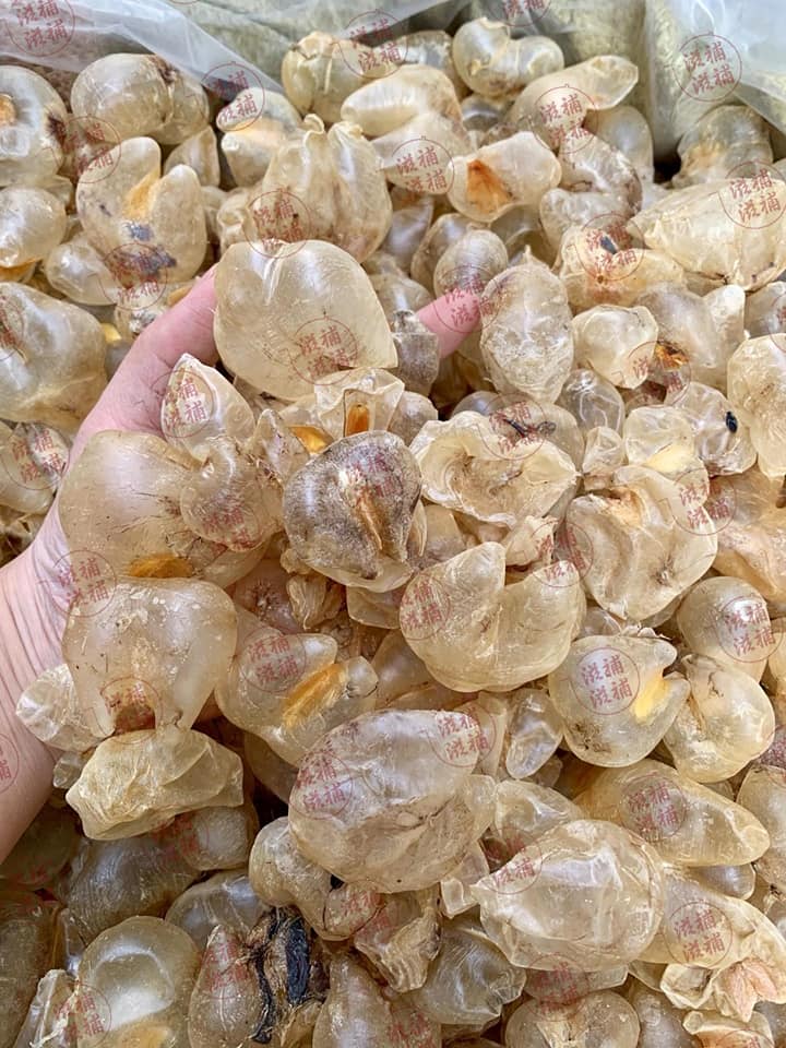 雞泡膠bb