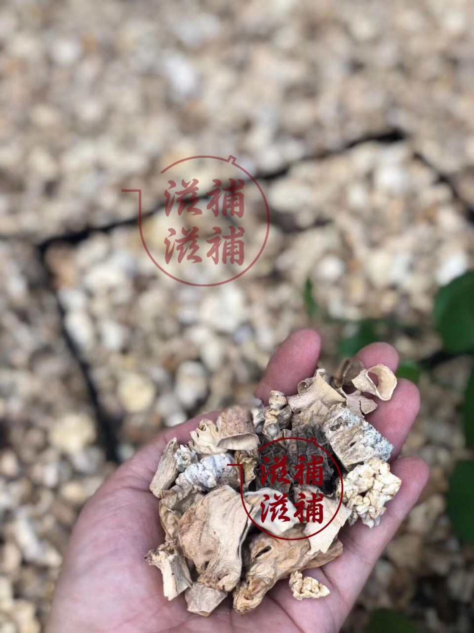 羊肚菌碎